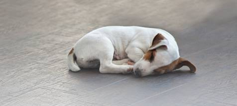 סילרים,מסירי כתמים,ניקוי,שימור-פדר כימיקלים איטליה 