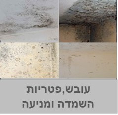 עובש,אזוב ופטריות השמדה ומניעה 